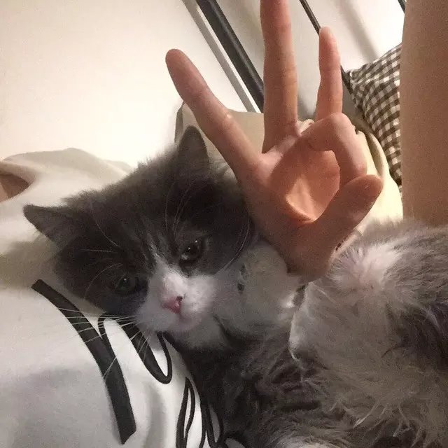 何燕阳生